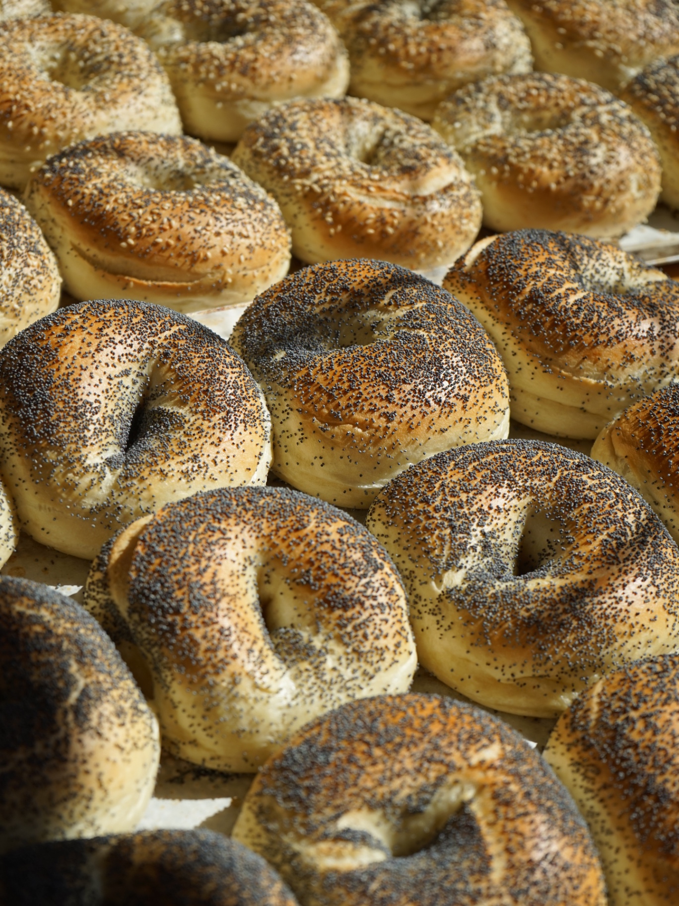 Freshly baked Holy Bagels poppy seed bagels